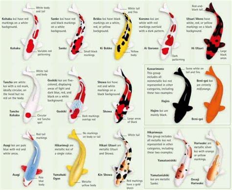 20 Types of Koi Fish Varieties & Colors (With Info & Pictures).